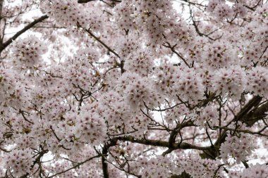 Japon beyaz ve açık pembe sakura kiraz ağacı, çiçek arkaplanı.