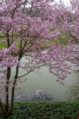Japonya 'da bahar çiçekleri pembe sakura kiraz ağacı, pembe yapraklar gölet suyuna düşer, özgürlükleri yansıtır.