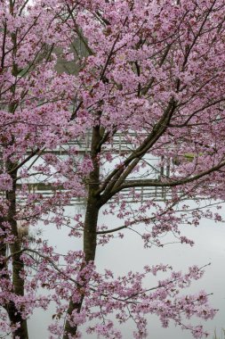 Japonya 'da bahar çiçekleri pembe sakura kiraz ağacı, pembe yapraklar gölet suyuna düşer, özgürlükleri yansıtır.