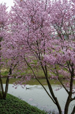 Japonya 'da bahar çiçekleri pembe sakura kiraz ağacı, pembe yapraklar gölet suyuna düşer, özgürlükleri yansıtır.