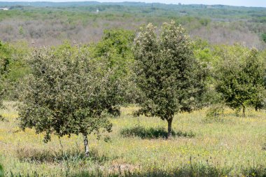 Truffle farm near Sarlat-la-Caneda, cultivation of black winter Perigord truffles mushrooms, Tuber melanosporum, oak plantation, truffle hunting in winter on fields with oak trees clipart