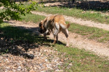 Yer mantarı tarlasında yer mantarı avcısı köpek, Sarlat-la-Caneda yakınlarında, siyah kış mantarı, Tuber melanosporum, meşe tarlası, kışın eğitimli köpekle yer mantarı avı.