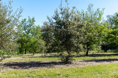 Sarlat-la-Caneda yakınlarındaki yer mantarı çiftliği, kara kış yer mantarı, Tuber melanosporumu, meşe tarlası, kışın meşe ağaçlarıyla tarlalarda mantar avı.