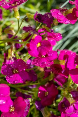 Aubrieta deltoidea 'nın pembe çiçekleri bahar bahçesinde daimi süs bitkisi. Yakın plan.