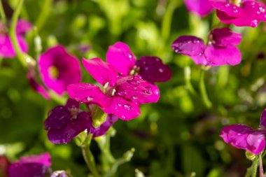 Aubrieta deltoidea 'nın pembe çiçekleri bahar bahçesinde daimi süs bitkisi. Yakın plan.