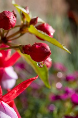 Colorful flowers of fuchsia magellanica flowers in spring garden after rain close up clipart