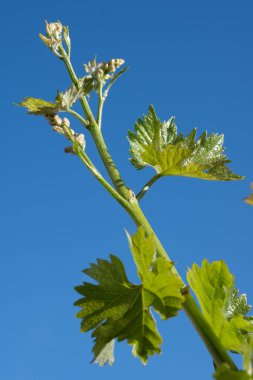 Yapraklar, tomurcuklar, böğürtlen ve mavi gökyüzü ile yeşil üzüm filizlenir.