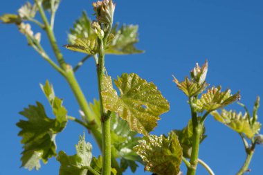 Yapraklar, tomurcuklar, böğürtlen ve mavi gökyüzü ile yeşil üzüm filizlenir.