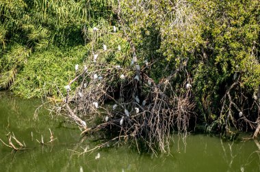 İspanya, Endülüs 'te Guadalete nehrindeki ağaçta oturan birçok beyaz su kuşu.