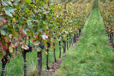 Moselle Nehri Vadisi, Almanya ve Lüksemburg 'daki teraslı üzüm bağlarında hasat zamanı, Grauer Burbunder veya Pinot gris üzümleri yağmur damlalarıyla
