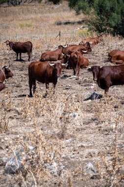 Endülüs kahverengi sığır sürüsü doğal park Sierra de Grazalema, Endülüs, İspanya 'daki dağlık yamaçlarda dinleniyor.