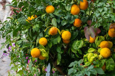 Olgun sarı göbek portakalları, İtalya 'da narenciye sallanan ağaç.