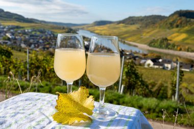 Almanya 'da Moselle nehir vadisinde sonbahar şarap festivali federweisser taze şarap tatma, neuer wein mayalanmış taze kötüleşmiş auxerrois üzüm suyu, ya da yapılmalı. Teraslı üzüm bağlarına bak
