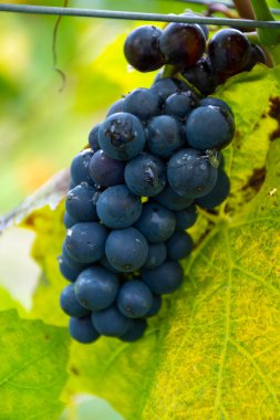 Moselle Nehri Vadisi, Almanya ve Lüksemburg 'daki teraslı üzüm bağlarında hasat zamanı, Grauer Burbunder veya Pinot gris üzümleri yağmur damlalarıyla