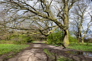 Mart 'ta Parliament Hill' de ve Hampstead Heath 'deki eski meşe ağaçları, tepeler ve manzaralı yürüyüş, Kuzey Londra, İngiltere