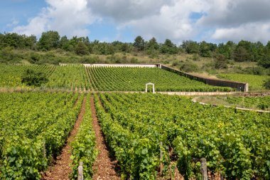 Fransa, Burgundy 'deki Puligny-Montrachet köyünün çevresindeki yeşil üzüm bağları. Grand Cru sınıfı üzüm bağlarında Chardonnay üzümlerinden yapılan kaliteli beyaz şarap.