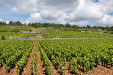 Fransa, Burgundy 'deki Puligny-Montrachet köyünün çevresindeki yeşil üzüm bağları. Grand Cru sınıfı üzüm bağlarında Chardonnay üzümlerinden yapılan kaliteli beyaz şarap.