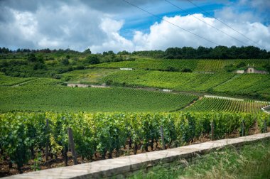 Green grand cru and premier cru vineyards with cross and rows of pinot noir grapes plants in Cote de nuits, making of famous red and white Burgundy wine in Burgundy region, near Vosne-Romanee village clipart