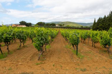Fransa 'nın güneyinde Saint-Tropez ve Gassin yakınlarındaki üzüm bağlarında sıralanmış şarap üzümleri, gül şarabı yapımı, cru sınıfı