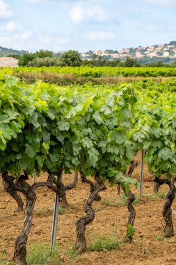 Rows of wine grapes plants on vineyards in south of France near Saint-Tropez and Gassin, rose wine making, cru class clipart