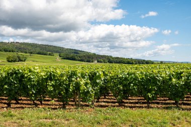 Green vineyards around Puligny-Montrachet village, Burgundy, France. High quality white dry wine making from Chardonnay grapes on grand cru classe vineyards clipart