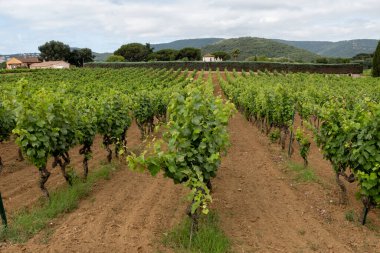 Fransa 'nın güneyinde Saint-Tropez ve Gassin yakınlarındaki üzüm bağlarında sıralanmış şarap üzümleri, gül şarabı yapımı, cru sınıfı