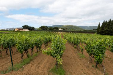 Fransa 'nın güneyinde Saint-Tropez ve Gassin yakınlarındaki üzüm bağlarında sıralanmış şarap üzümleri, gül şarabı yapımı, cru sınıfı