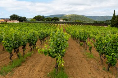 Fransa 'nın güneyinde Saint-Tropez ve Gassin yakınlarındaki üzüm bağlarında sıralanmış şarap üzümleri, gül şarabı yapımı, cru sınıfı