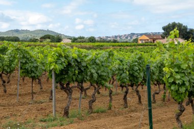 Fransa 'nın güneyinde Saint-Tropez ve Gassin yakınlarındaki üzüm bağlarında sıralanmış şarap üzümleri, gül şarabı yapımı, cru sınıfı