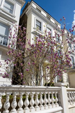 Notting Hill, baharda beyaz evler ve çiçek açan bahçelerle sokaklarda yürümek, şehir hayatı, ilkbaharda Londra, İngiltere 'de varlıklı mahalleler.