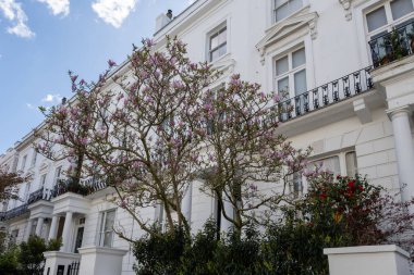 Notting Hill, baharda beyaz evler ve çiçek açan bahçelerle sokaklarda yürümek, şehir hayatı, ilkbaharda Londra, İngiltere 'de varlıklı mahalleler.