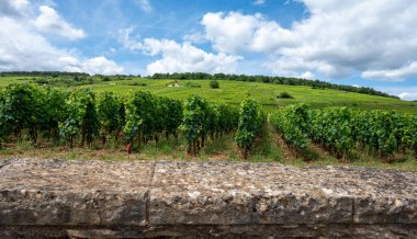 Green grand cru and premier cru vineyards with cross and rows of pinot noir grapes plants in Cote de nuits, making of famous red and white Burgundy wine in Burgundy region, near Vosne-Romanee village clipart