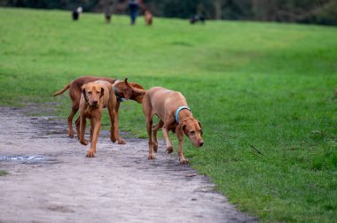 Parlemento tepesinde ve şehir parkında köpeklerle yürüyorum. Hampstead Heath 'de eski özgürlükler, tepeler ve manzaralar, Kuzey Londra, İngiltere, büyük şehirlerdeki hayvanlar.