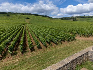 Cote de nuits 'de haçlı ve sıralı Pinot üzümlü yeşil Grand Cru ve başlıca cru üzüm bağları Vosne-Romanee köyü yakınlarındaki Burgundy bölgesinde ünlü kırmızı ve beyaz Burgundy şarabı üretiyor.