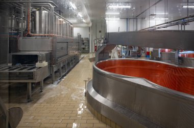 Fruitiere Fransız peyniri üretim çiftliği, tekerlek yapımı sabah işleri, çiğ inek sütünden Comte peyniri, Franche-Comte, Jura, Fransa