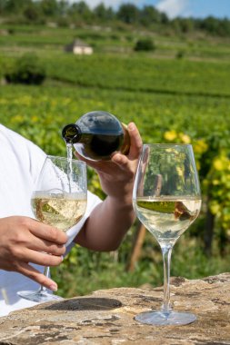 Tasting of high quality white dry rare wine made from Chardonnay grapes on grand cru classe vineyards near Puligny-Montrachet village, Burgundy, France clipart