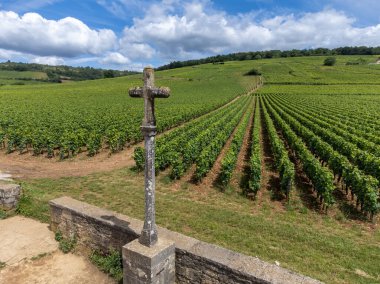 Green grand cru and premier cru vineyards with cross and rows of pinot noir grapes plants in Cote de nuits, making of famous red and white Burgundy wine in Burgundy region, near Vosne-Romanee village clipart