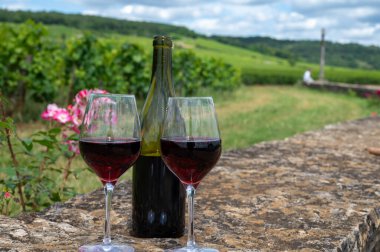 Cote de nuits 'de haç ve taş duvarları olan Grand Cru üzüm bağlarında kırmızı pinot şarabı tatmak, Burgundy bölgesinde ünlü kırmızı ve beyaz Burgundy şarabı yapmak, Vosne-Romanee köyü, Fransa