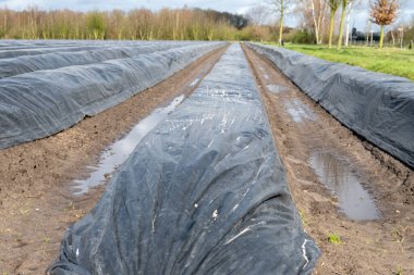 Hollanda 'da yeni beyaz kuşkonmaz hasadı, Brabant' ta tarım tarlası, sıralar siyah plastik film ile kaplı.