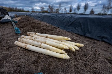 Hollanda 'da yeni beyaz kuşkonmaz hasadı, Brabant' ta tarım tarlası, siyah plastik film sıraları, organik kuşkonmaz sebzeleri.