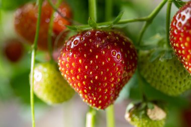 Hollanda cam serası, kendi bahçesinde çilek yetiştirme, çilek yetiştirme, olgun kırmızı böğürtlen ve yeşil çimen arka planda yağmur damlaları