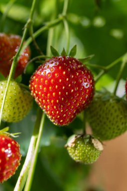 Hollanda cam serası, kendi bahçesinde çilek yetiştirme, çilek yetiştirme, olgun kırmızı böğürtlen ve yeşil çimen arka planda yağmur damlaları