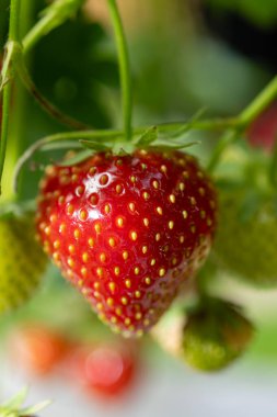 Hollanda cam serası, kendi bahçesinde çilek yetiştirme, çilek yetiştirme, olgun kırmızı böğürtlen ve yeşil çimen arka planda yağmur damlaları