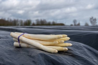 Hollanda 'da yeni beyaz kuşkonmaz hasadı, Brabant' ta tarım tarlası, siyah plastik film sıraları, organik kuşkonmaz sebzeleri.