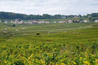 Cramant ve Avize yakınlarındaki Grand Cru üzüm bağları ile manzara, bölge Champagne, Fransa. Beyaz Chardonnay şarabının yetiştirilmesi ve hasat edilmesi Cote des Blancs 'ın kireçli topraklarında üzümdür.