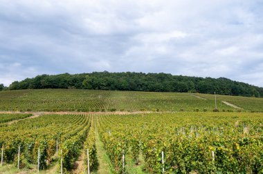 Cramant ve Avize yakınlarındaki Grand Cru üzüm bağları ile manzara, bölge Champagne, Fransa. Beyaz Chardonnay şarabının yetiştirilmesi ve hasat edilmesi Cote des Blancs 'ın kireçli topraklarında üzümdür.