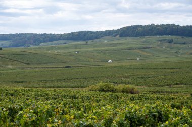 Cramant ve Avize yakınlarındaki Grand Cru üzüm bağları ile manzara, bölge Champagne, Fransa. Beyaz Chardonnay şarabının yetiştirilmesi ve hasat edilmesi Cote des Blancs 'ın kireçli topraklarında üzümdür.