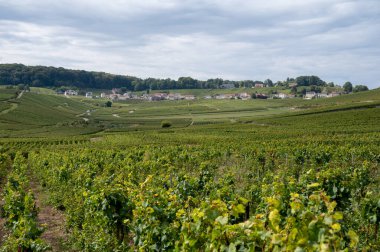 Cramant ve Avize yakınlarındaki Grand Cru üzüm bağları ile manzara, bölge Champagne, Fransa. Beyaz Chardonnay şarabının yetiştirilmesi ve hasat edilmesi Cote des Blancs 'ın kireçli topraklarında üzümdür.