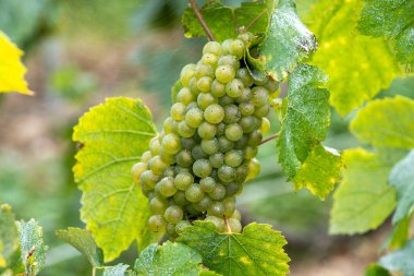 Bunches of ripe white chardonnay wine grapes on Cote des Blancs ready for harvest. View on green grand cru vineyards near Cramant and Avize, region Champagne, France clipart