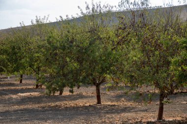 Badem ağacında olgun badem cevizleri hasat etmeye hazır, Endülüs, İspanya 'da badem ağacı fidanları.